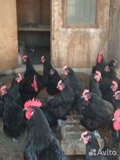 Цыплята чистопородные