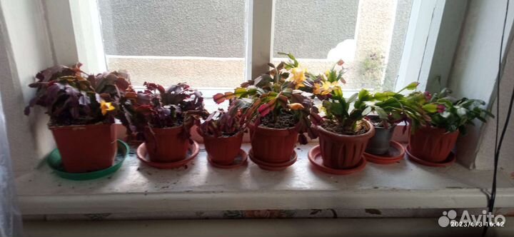 Декабристы в горшках