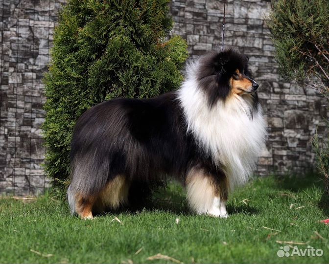 Девочка колли