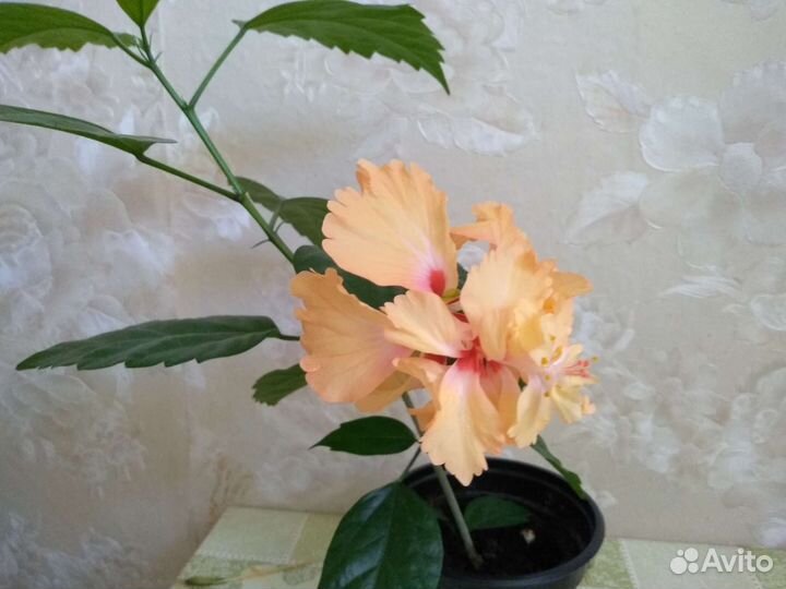 Сортовые гибискусы