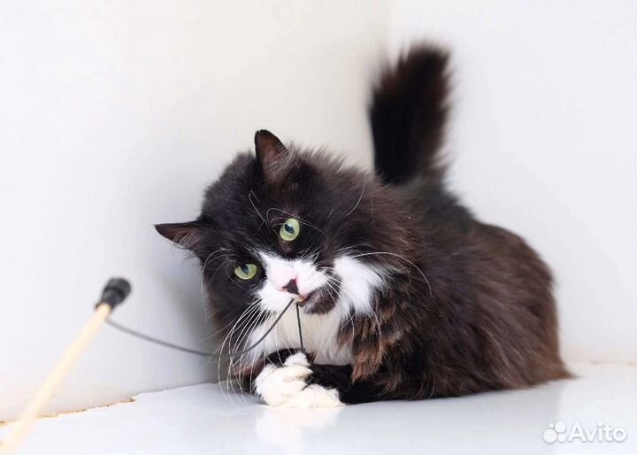 Кот Арчи около 4,5 -5 лет