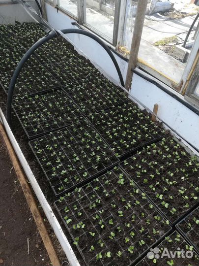 Рассада капусты