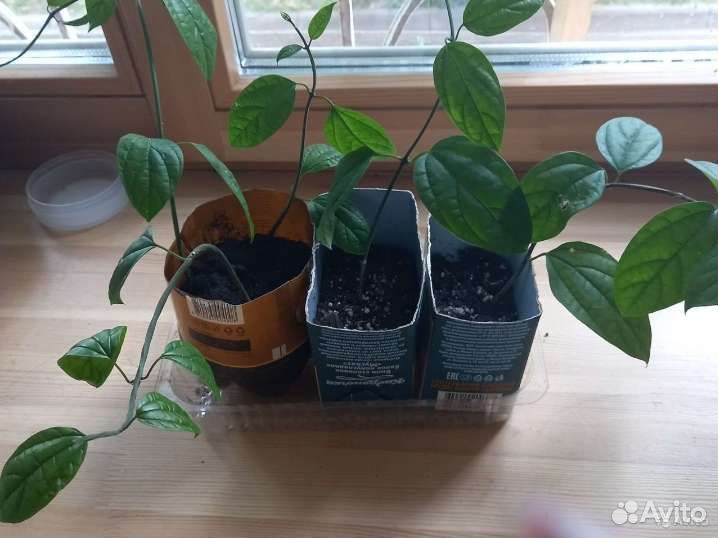 Колендрум томпсона