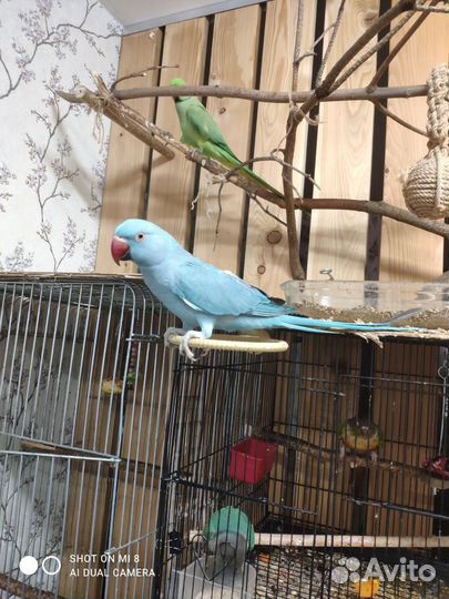 Ожереловые попугаи