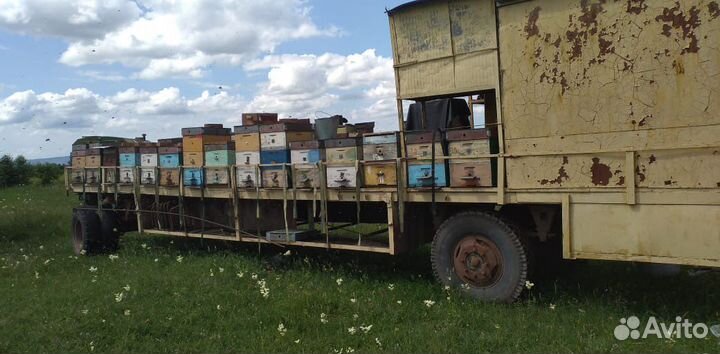 Продам пчел и пасеку