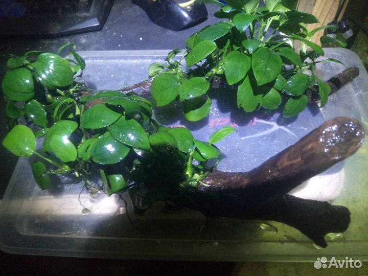 Каряги в аквариум