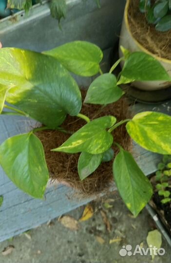 Сциндапсус молодой и сциндапсус на опоре