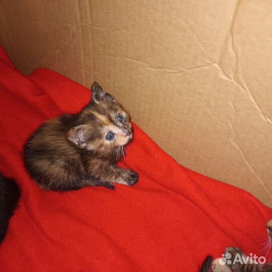 Кошки бесплатно