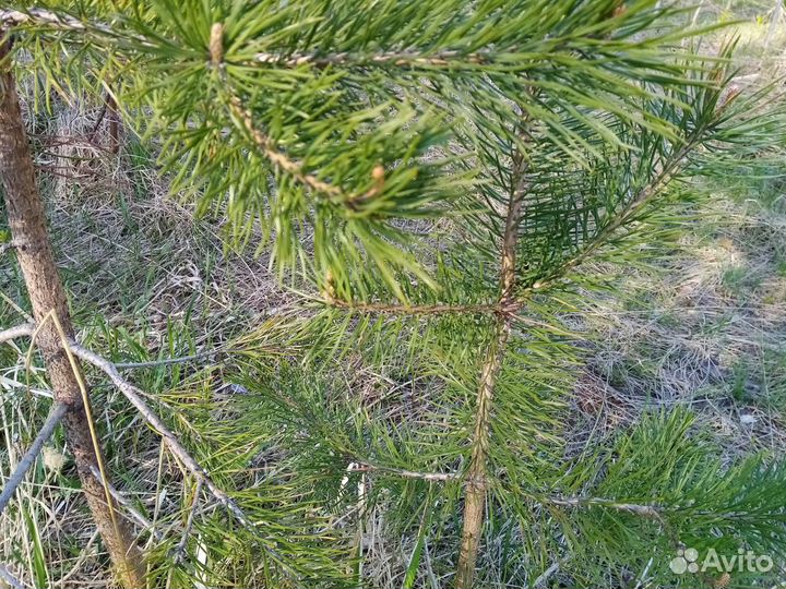 Ёлки, сосны, можжевельник и др