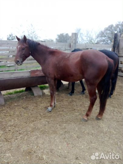 Лошадь мерен