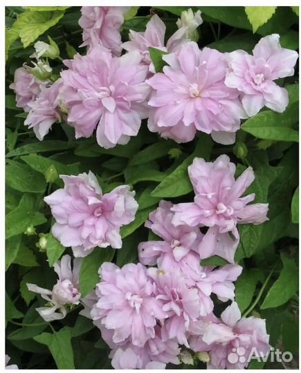 Многолетники