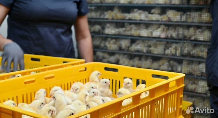 Бройлер суточный Кобб-500 и Росс-308 в Краснодаре