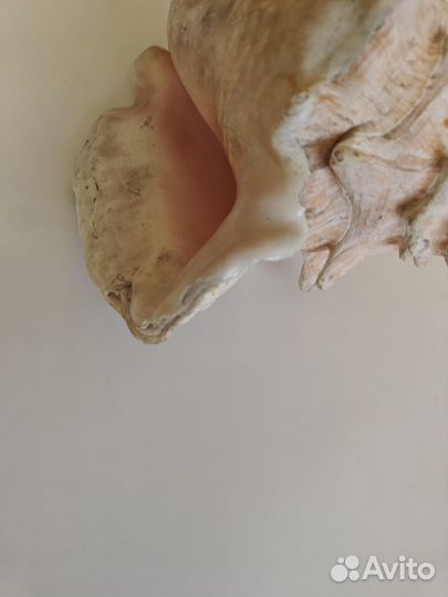 Ракушка океаническая большая