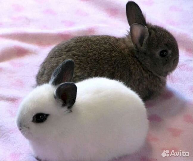 Зооняня,Передержка маленьких животных,грызунов