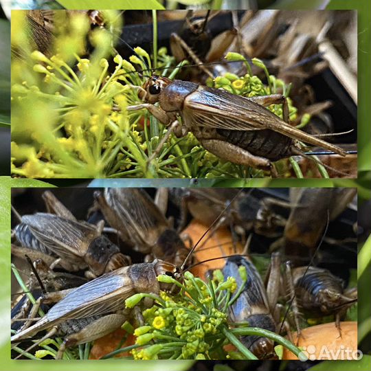 Кормовые насекомые сверчки тараканы