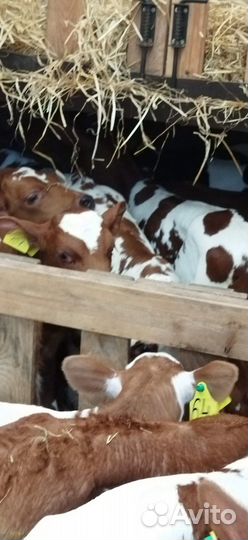 Телята с доставкой до двора за наш счёт