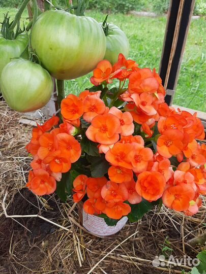 Бегонии Элатиоры