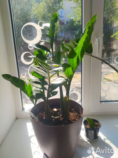 Замиокулькас