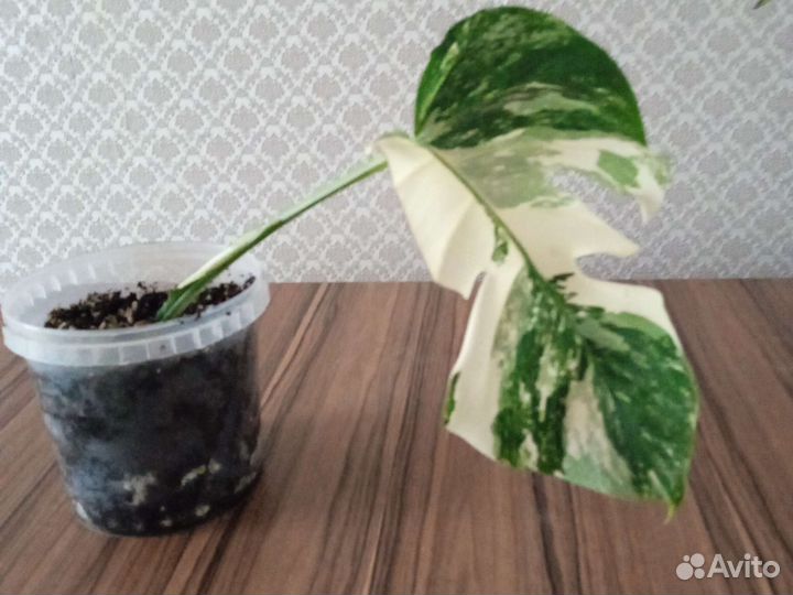 Вариегатная монстера Альба