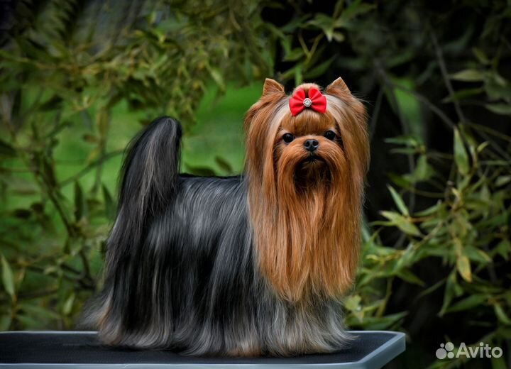 Йорк вязка, Люксик приглашает на свидание