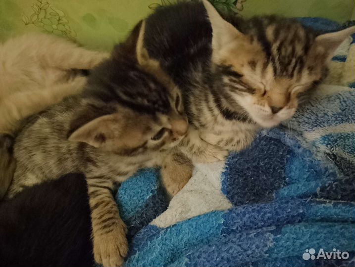 Бенгальские котята