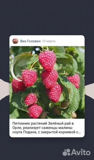 Саженцы малины