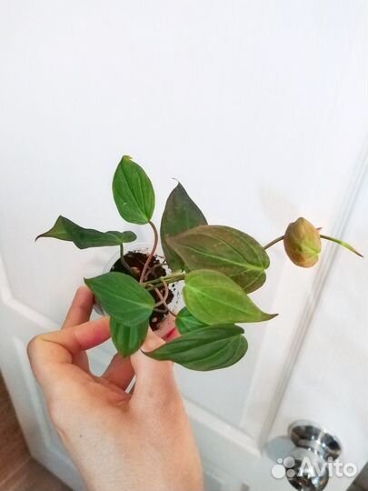 Филодендрон скандес миканс, лайм