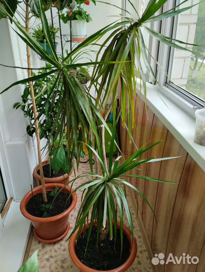 Комнатные растения