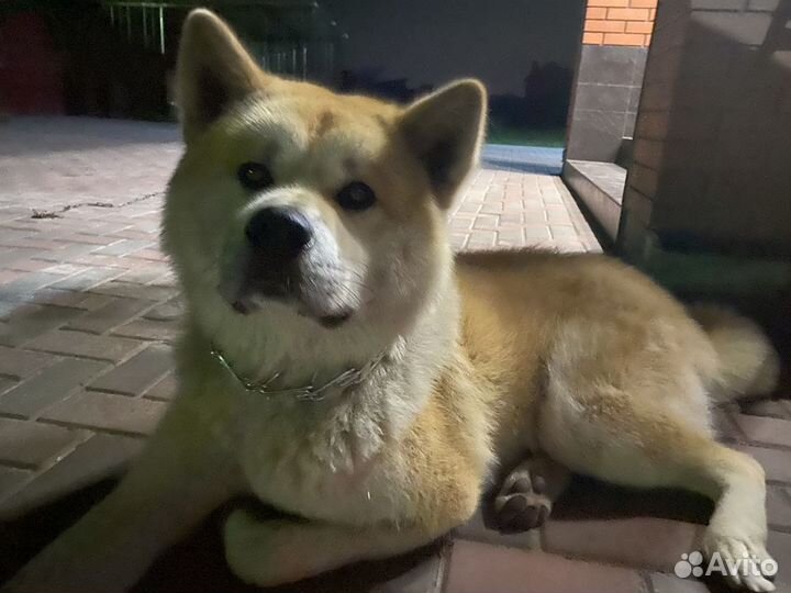 Вязка Акита