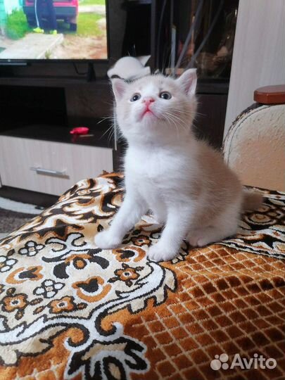 Кошка в дар бесплатно