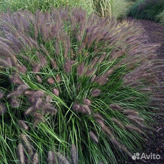 Пенисеттум