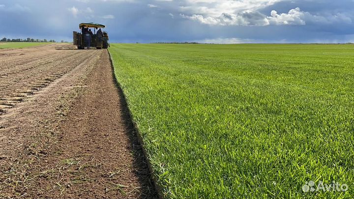 Газон рулонный