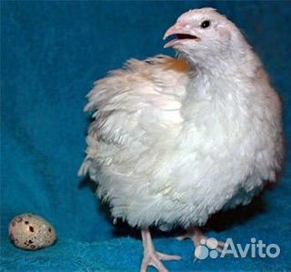 Яйцо перепелиное инкубационное и живая птица
