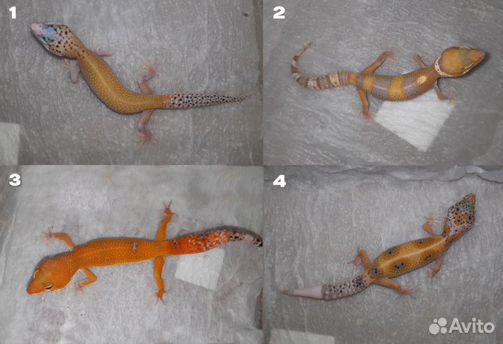 Ящерицы Гекконы Эублефары