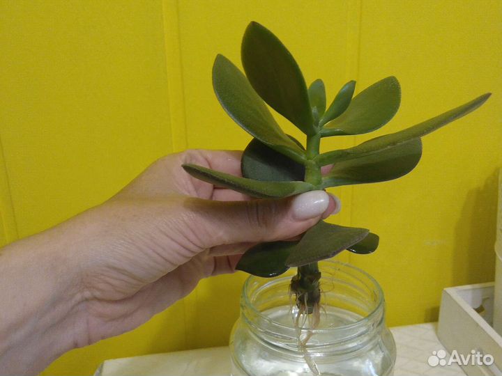 Толстянка денежное дерево комнатные растения