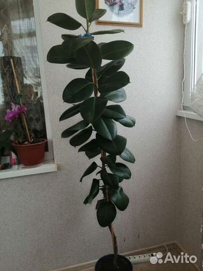 Фикус каучуконосный большой