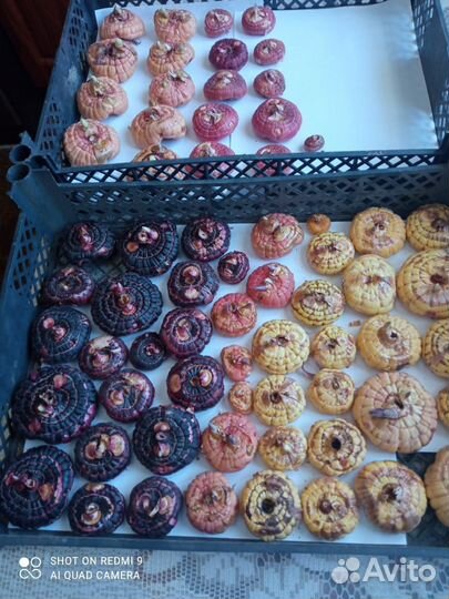 Гладиолусы луковицы