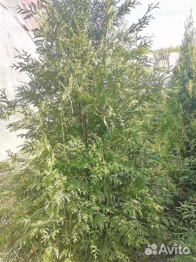 Продам свое