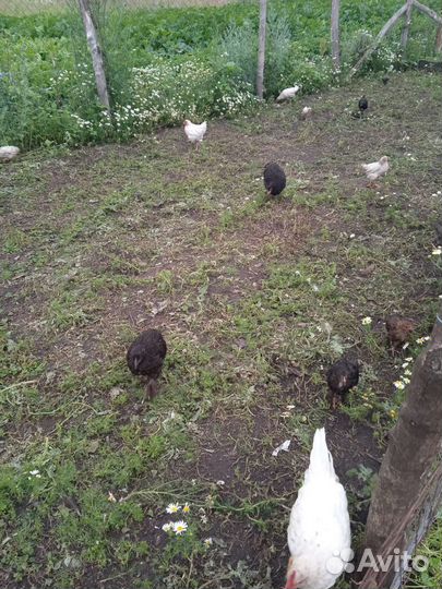 Цыплята