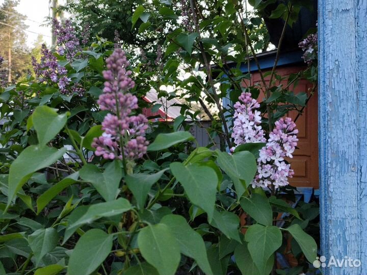 Саженцы сирени