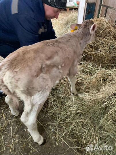 Бычки мясной породы на откорм