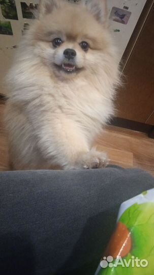 Вязка померанского шпица