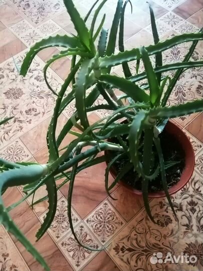 Алоэ, толстянка, каланхоэ