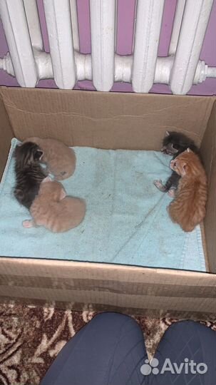 Котята бобтейл