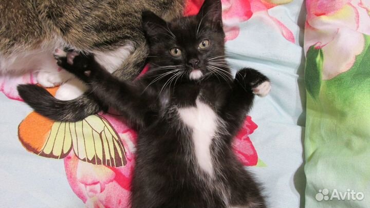 Молодая умная Кошечка от кошки цвет темный шоколад