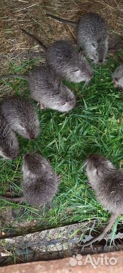 Нутрии молодняк