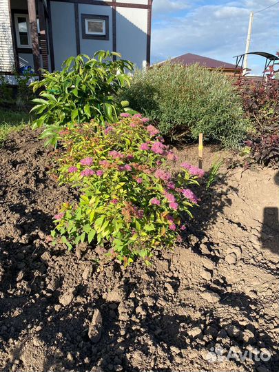 Ива пурпурная и Хризантема, каприфоль