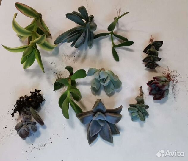 Набор суккулентов