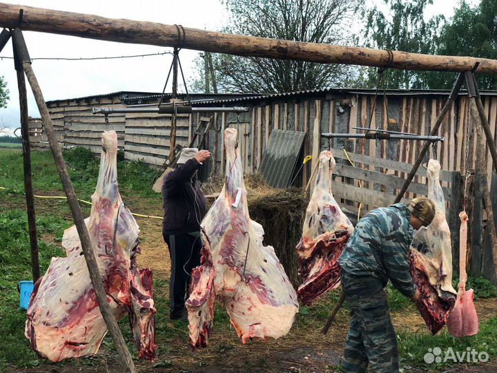 Мясо Конина(халяль) молоко козье