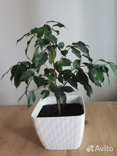 Фикус Бенджамина